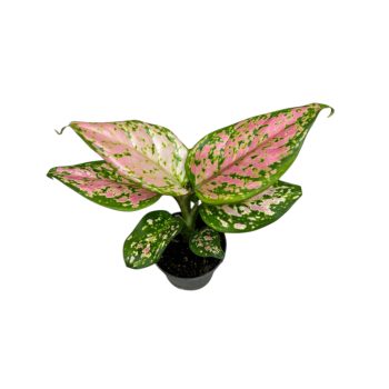 Aglaonema 'Crimson Love' mini