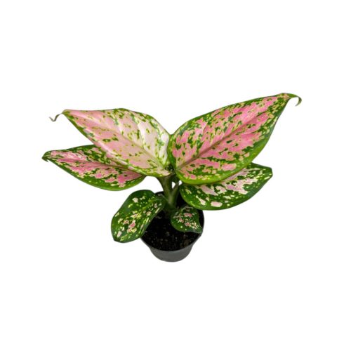 Aglaonema 'Crimson Love' mini