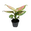 Aglaonema 'Crimson Love' mini