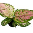 Aglaonema 'Crimson Love' mini