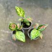 Aglaonema 'Crimson Love' mini