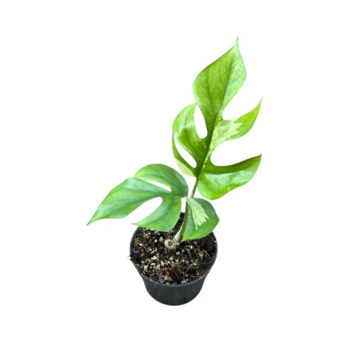Rhaphidophora tetrasperma 'Variegata' A2 (Inplanted)
