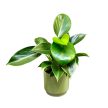 Philodendron 'Green Princess'