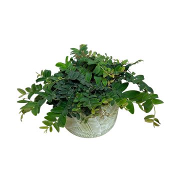 Marcgravia umbellata