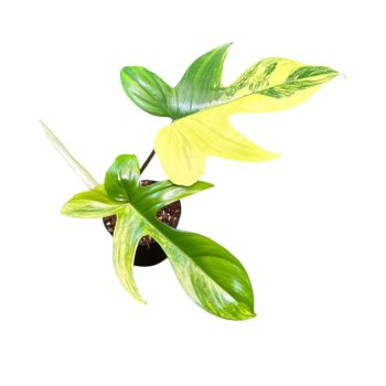 Philodendron 'Florida Beauty' (Inplanted)