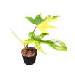 Philodendron 'Florida Beauty' (Inplanted)