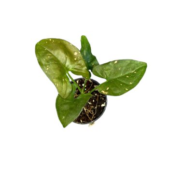   Syngonium podophyllum 'Pink Splash Allusion' mini (Inplanted)