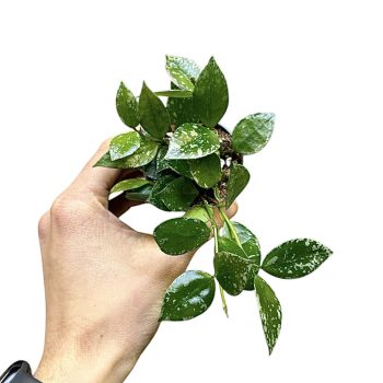 Hoya krohniana 'Splash' mini (Inplanted)