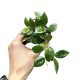 Hoya krohniana 'Splash' mini (Inplanted)