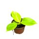 Philodendron 