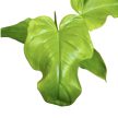Philodendron bipennifolium 'Golden Violin'