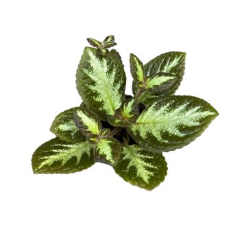 Episcia 'Silver Skies'