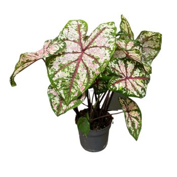 Caladium bicolor 'Tapestry'
