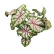Caladium bicolor 'Tapestry'