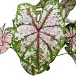 Caladium bicolor 'Tapestry'