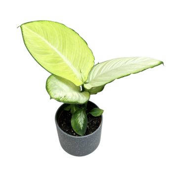Dieffenbachia seguine 'Tropic Marianne'