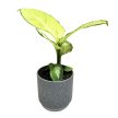 Dieffenbachia seguine 'Tropic Marianne'