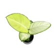 Dieffenbachia seguine 'Tropic Marianne'
