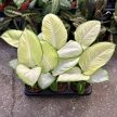 Dieffenbachia seguine 'Tropic Marianne'