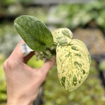 Scidapsus pictus 'Crème Brûlée'