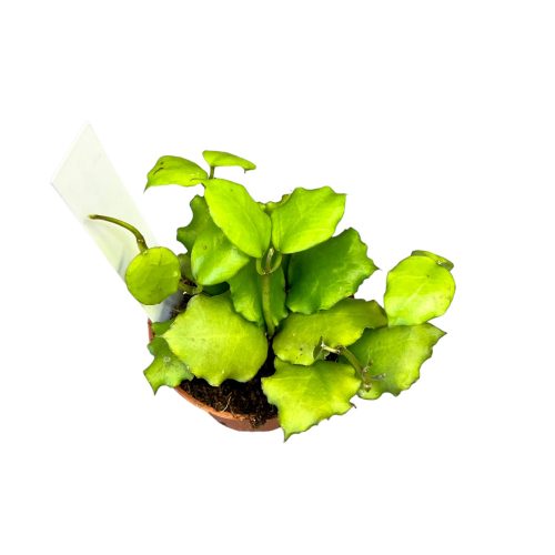 Hoya endauensis (Inplanted)