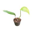 Monstera obliqua 'Slovakia University' (Inplanted)