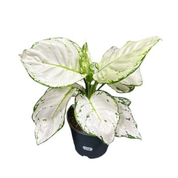 Aglaonema 'White Joy'