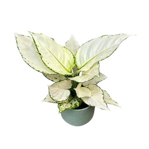 Aglaonema 'White Joy'