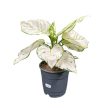 Aglaonema 'White Joy'