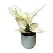 Aglaonema 'White Joy'
