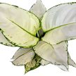 Aglaonema 'White Joy'