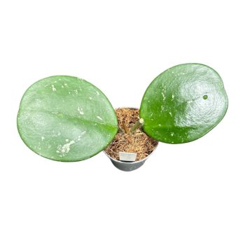 Hoya obovata mini (Inplanted)