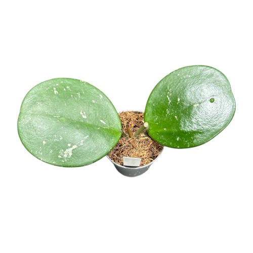 Hoya obovata mini (Inplanted)