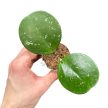 Hoya obovata mini (Inplanted)