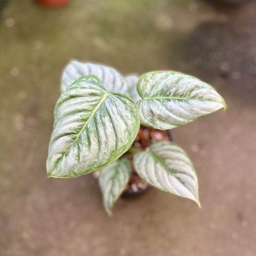 Philodendron sodiroi (Grower's Select)