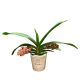 Rhynchostylis gigantea 'Super Tangarine' (2 virágszáras) ILLATOS Rókafark orchidea