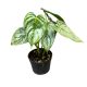 Philodendron brandtianum (Inplanted)