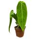 Anthurium warocqueanum X waterburyanum