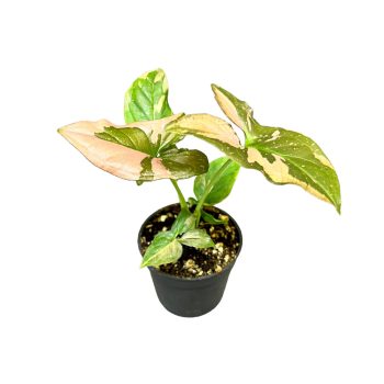   Syngonium podophyllum 'Pink Splash' mini (Inplanted)