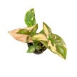 Syngonium podophyllum 'Pink Splash' mini (Inplanted)