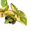 Syngonium podophyllum 'Pink Splash' mini (Inplanted)