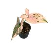 Syngonium podophyllum 'Pink Splash' mini (Inplanted)