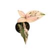 Syngonium podophyllum 'Pink Splash' mini (Inplanted)
