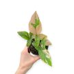 Syngonium podophyllum 'Pink Splash' (Inplanted) 10cm