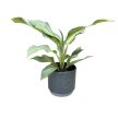 Aglaonema 'Aqua Green'