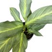 Aglaonema 'Aqua Green'