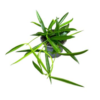 Dischidia parasitica