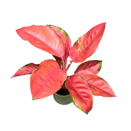 Aglaonema 'Orange Star'