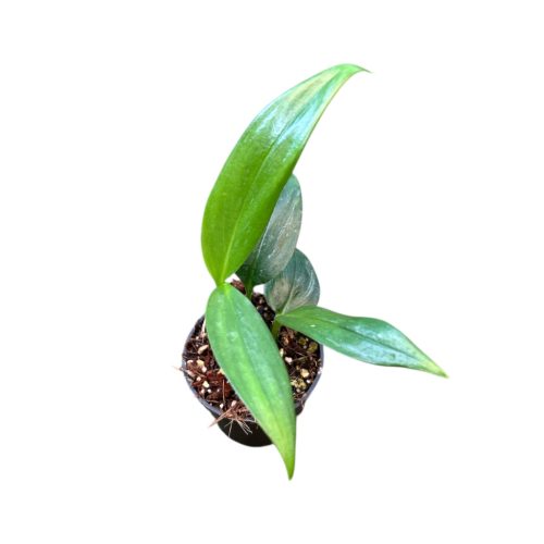 Epipremnum amplissimum 'Silver' mini (Inplanted)