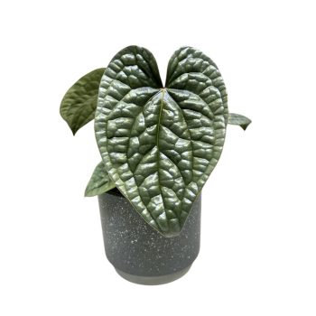 Anthurium luxurians ‘Silver’